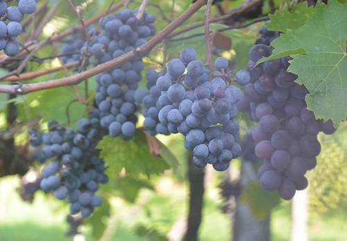 Vitis Vinifera - Common Grape Vine